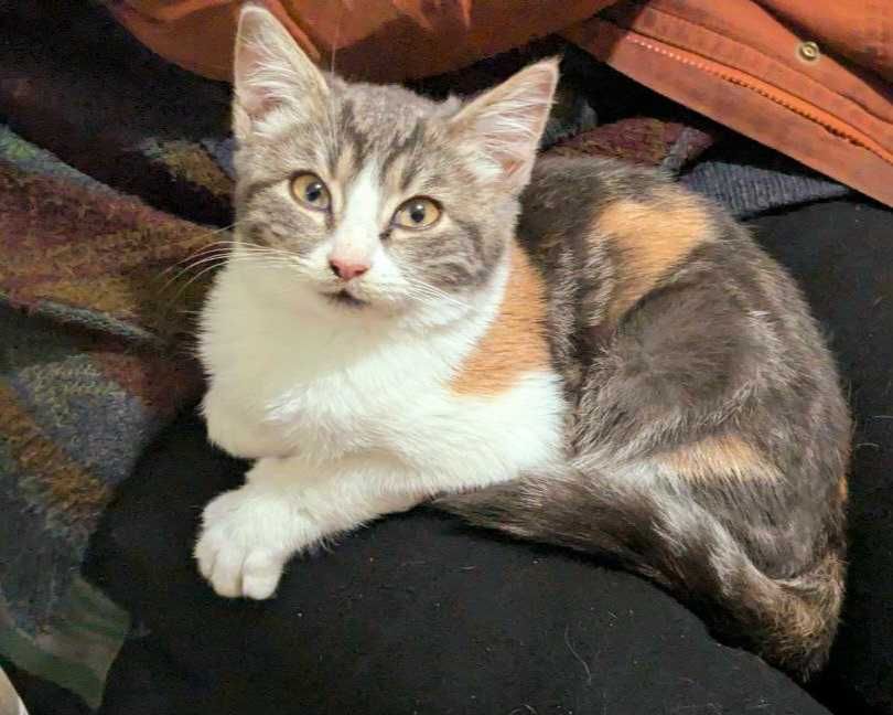 Киця Карамелька 6 місяців триколірна, ніжна, грайлива, у добрі руки