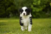 Szczenię Border Collie