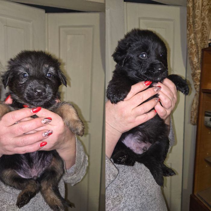 8 щенят ищут дом