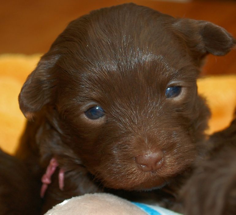 Rosyjska bolonka kolorowa ; piesek