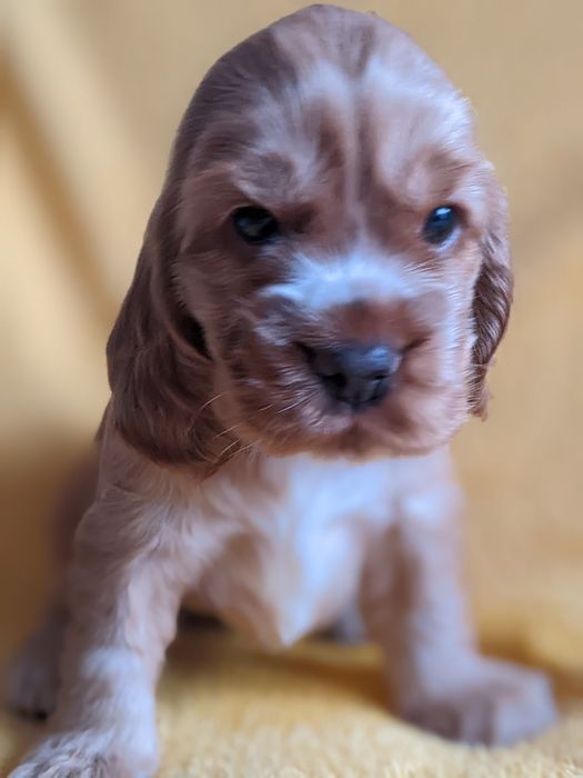 Цуценята англійського кокер - спанієля, бронювання та продаж