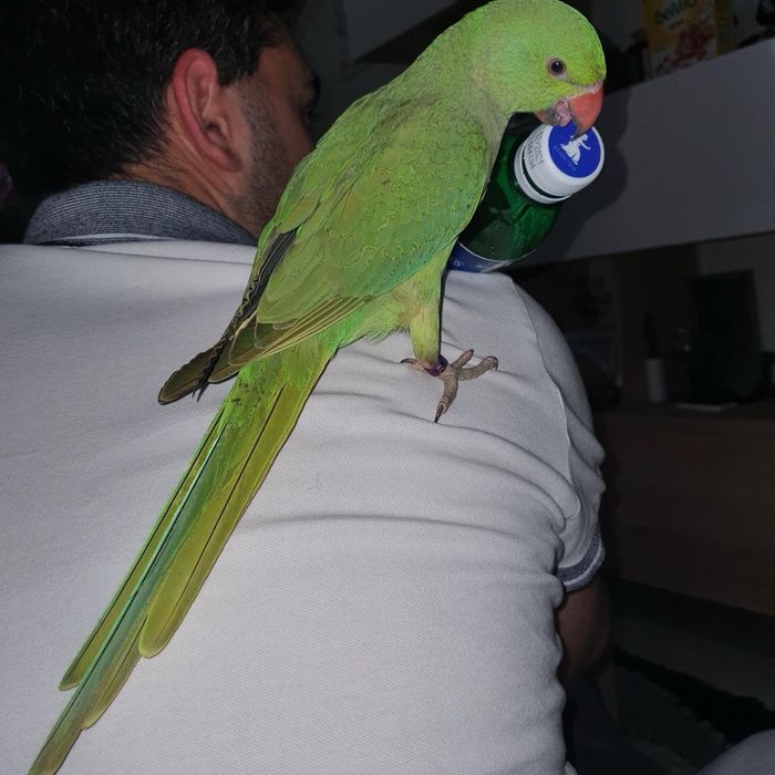 Ring neck casal
