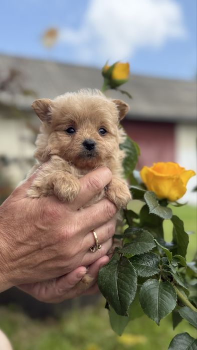 Міні дівчинка помапу