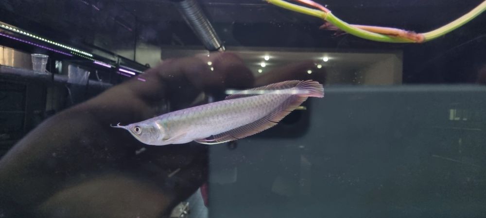 Arowana srebrna 20cm