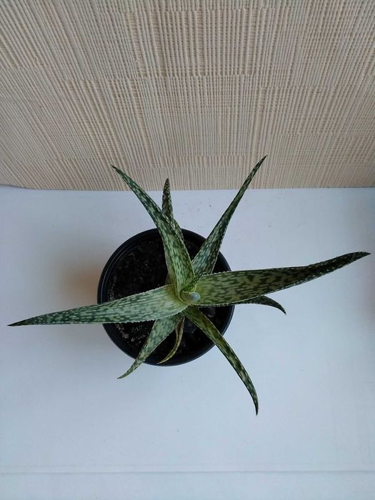 Алоэ сомалийское алое Somaliensis