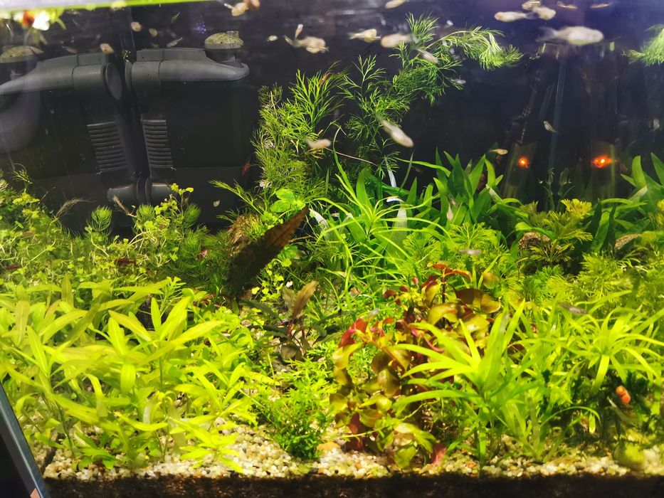 Roślinki z przycinki bez glonów!!!