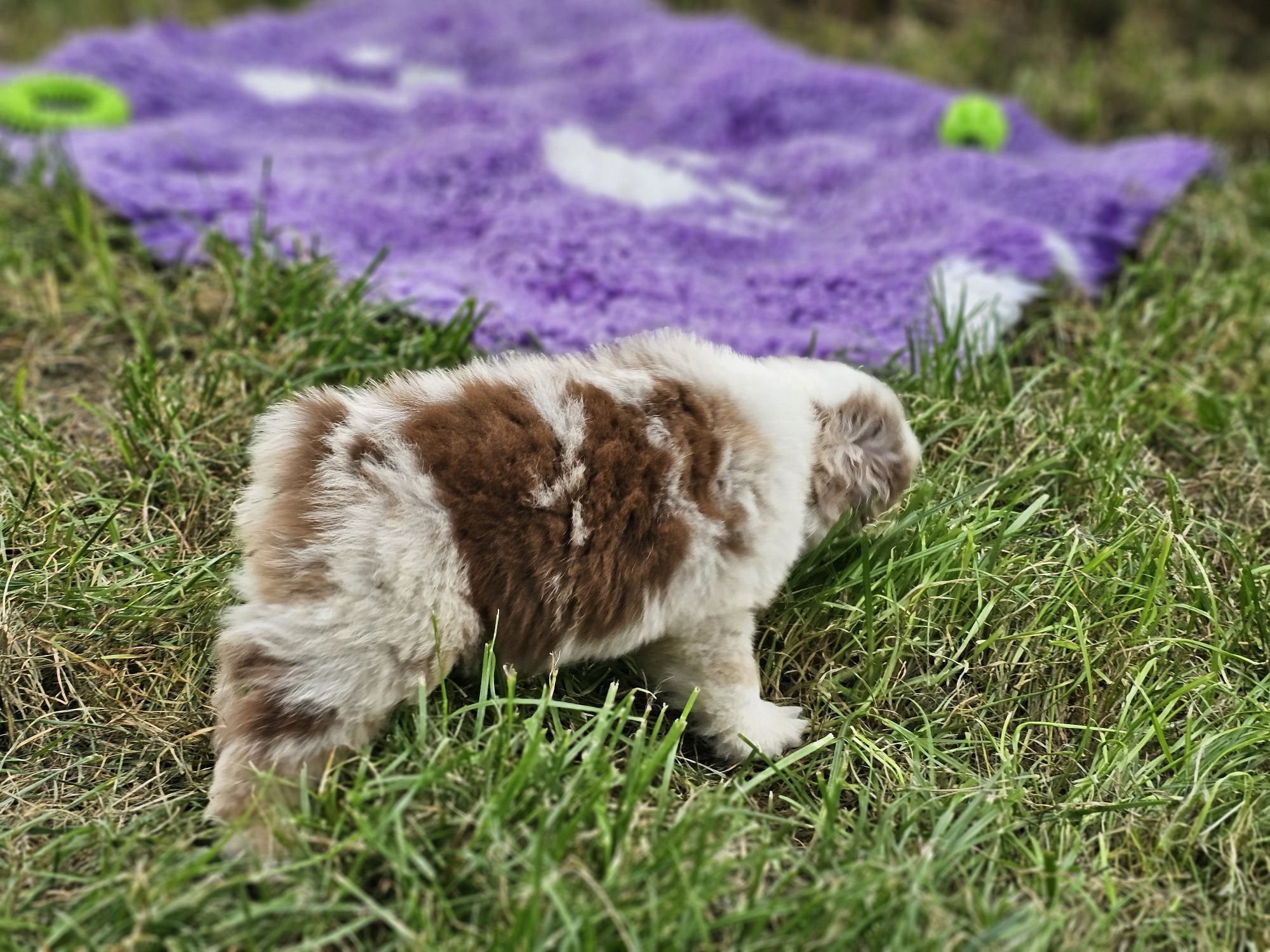 Miniaturowy Owczarek Amerykański piesek red merle