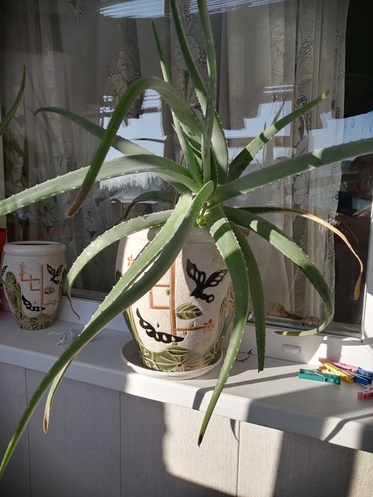 Алое вера (лікарський) 45 см (6-7 років)