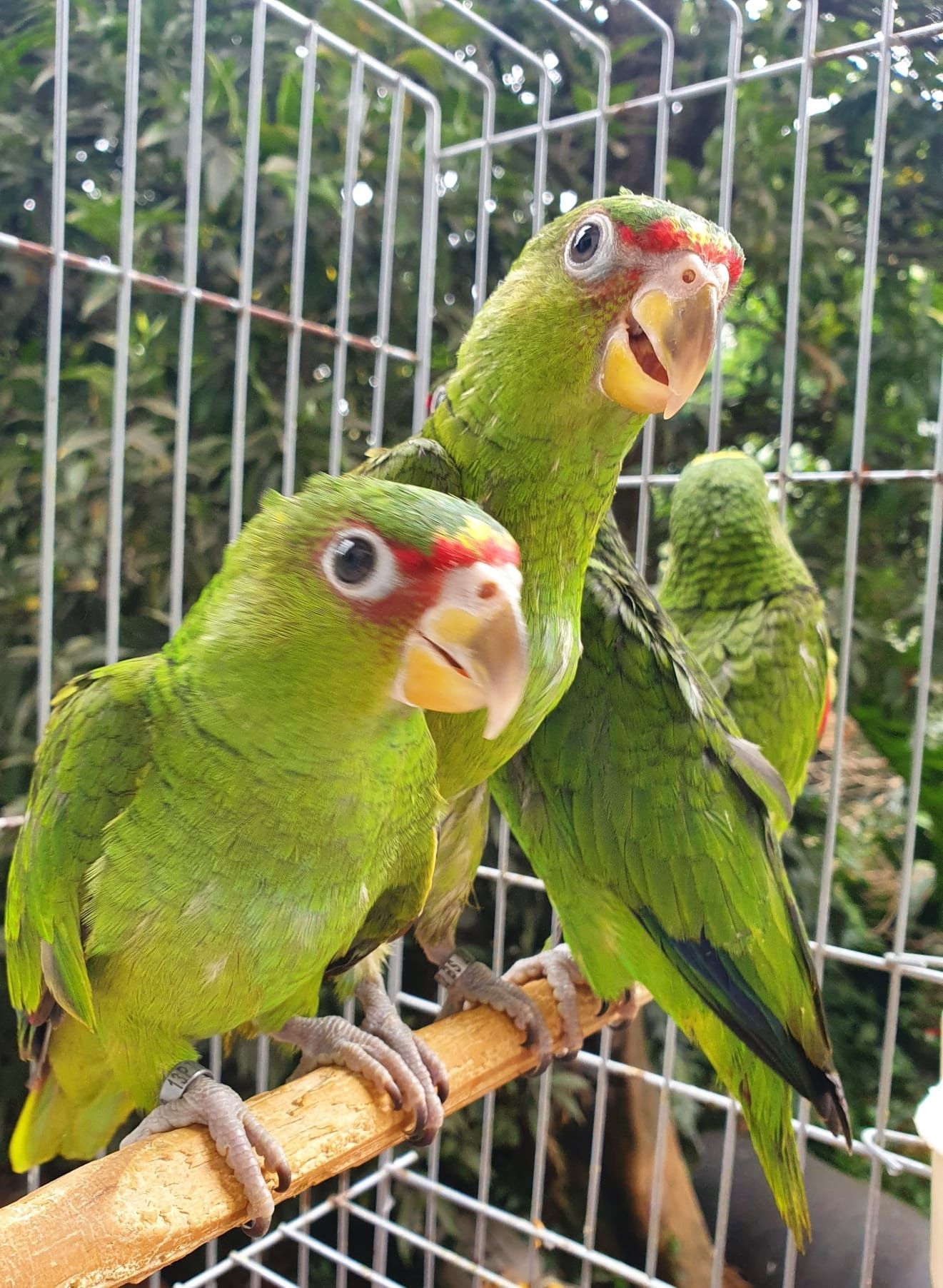 Amazona Albifron