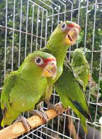 Amazona Albifron