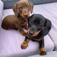 Таксята різних окрасів.