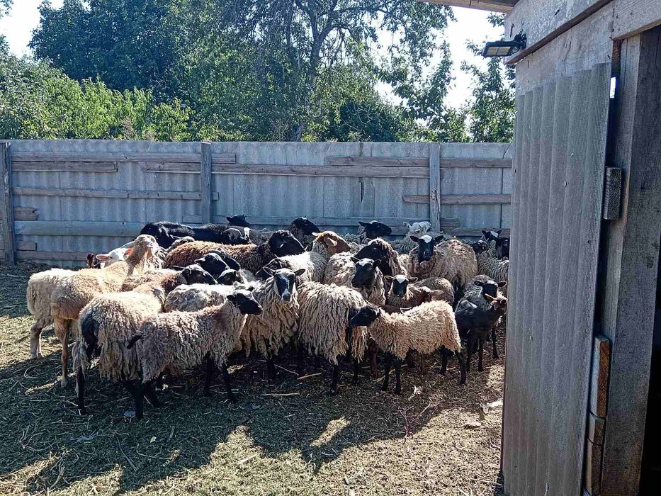 Вівці Романівської породи