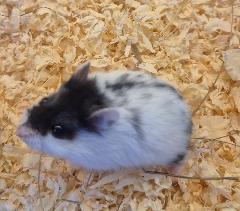 Chomik dżungarski ,,Panda,,