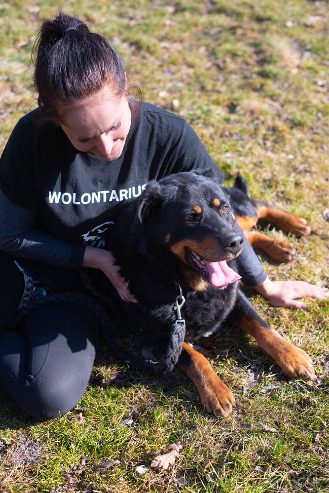 Duży mieszaniec rottweilera do adopcji. Idealny dla miłośników rasy.