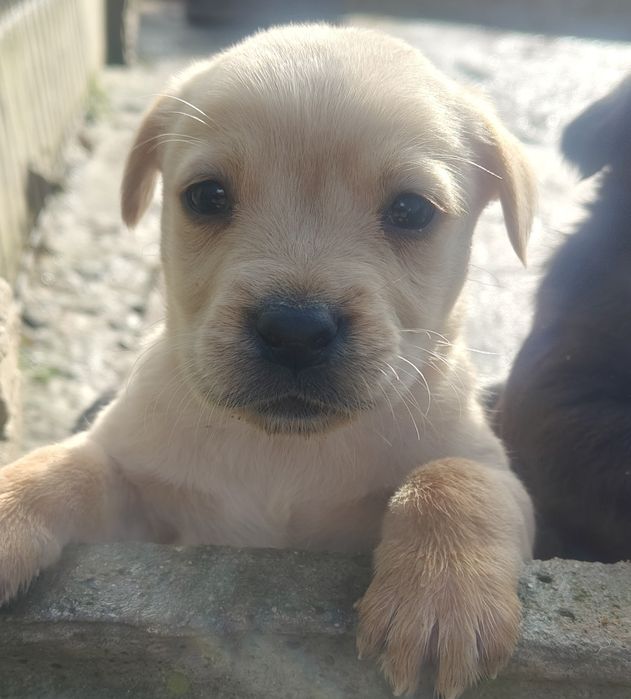 Szczenięta Labrador