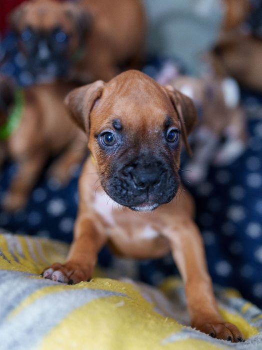 Bokser pies rodowód boxer