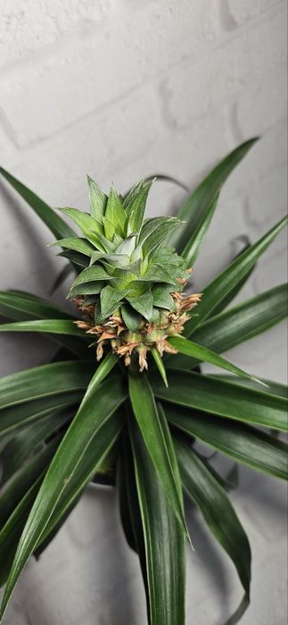 Продам шикарный ананас