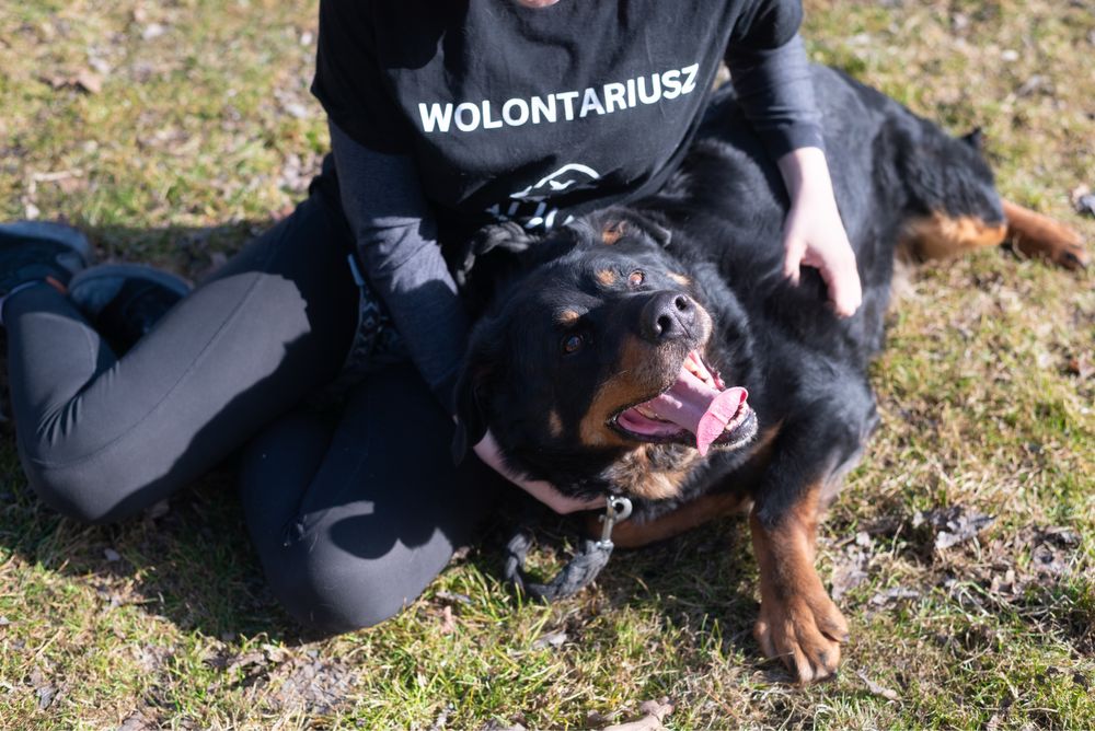 Duży mieszaniec rottweilera do adopcji. Idealny dla miłośników rasy.