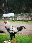 Ovos de índio gigante
