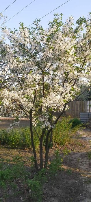 Продам дачу в місті р- н Лука,поряд житлові будинки,річка