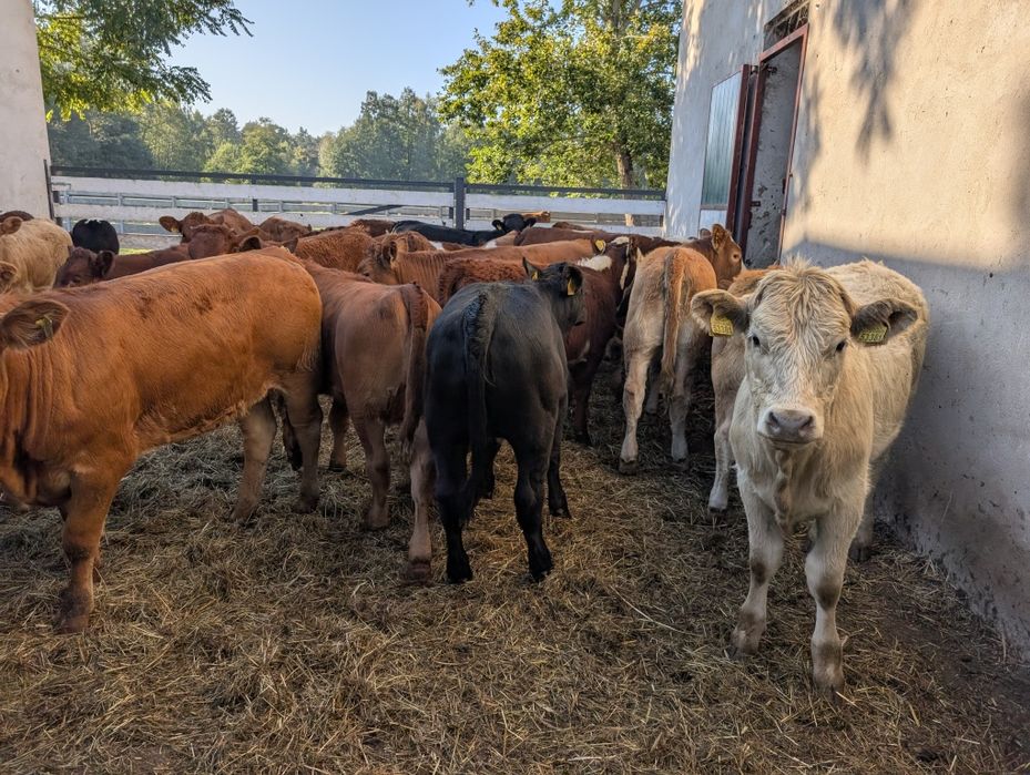 Sprzedam odsadki 50 sztuk polskie