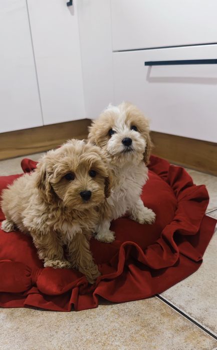 Piesek  cockapoo