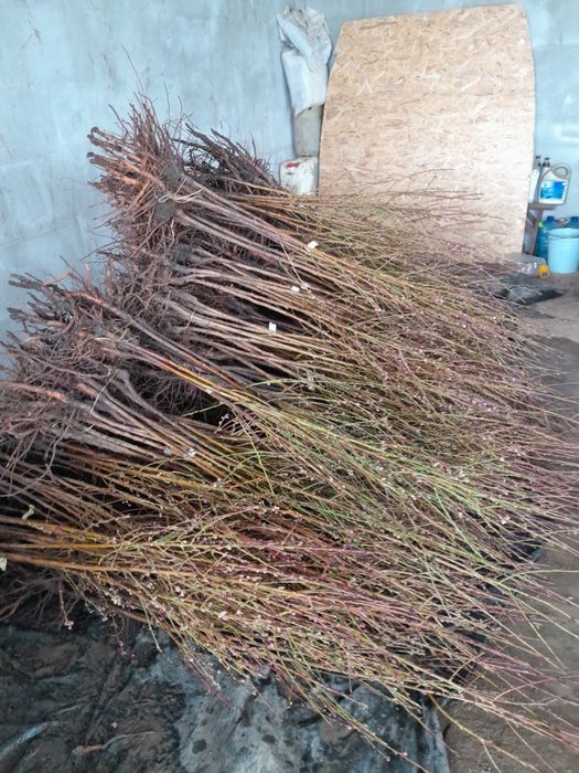 Саджанці плодових, щепи