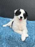 Border Collie sunia czarno biała  Panda