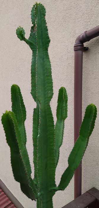 Kaktus Euphorbia - Wilczomlecz 200cm