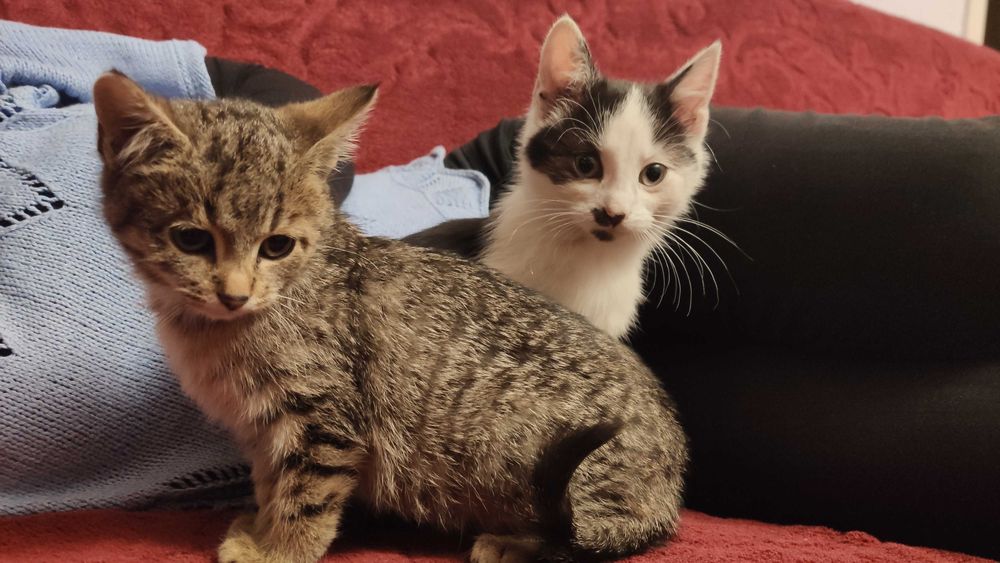 Oddam kotki w dobre ręce