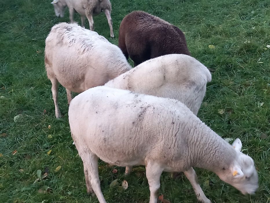 Jagnięta nolana/ dorper