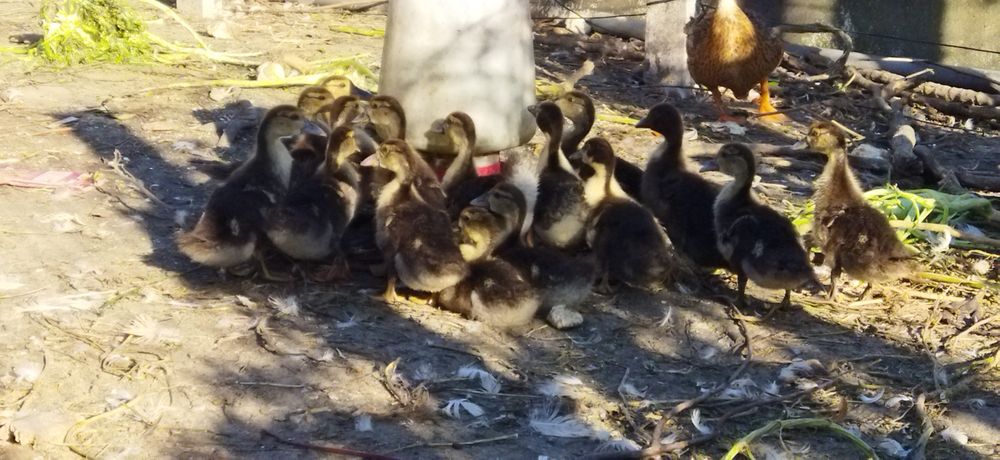 Vendo galos ou frangos também tenho pato real patos Rouen