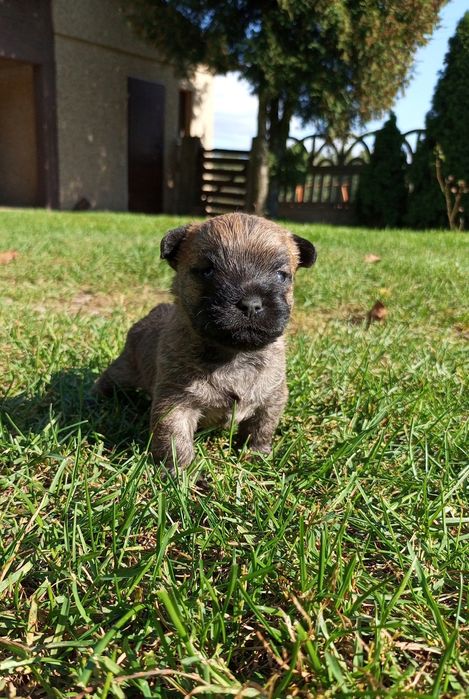 Cairn terrier ZKwP