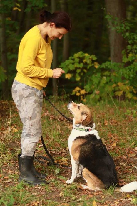 MORIS - bardzo łagodny, miły, mix beagla.[FILMIKI]
