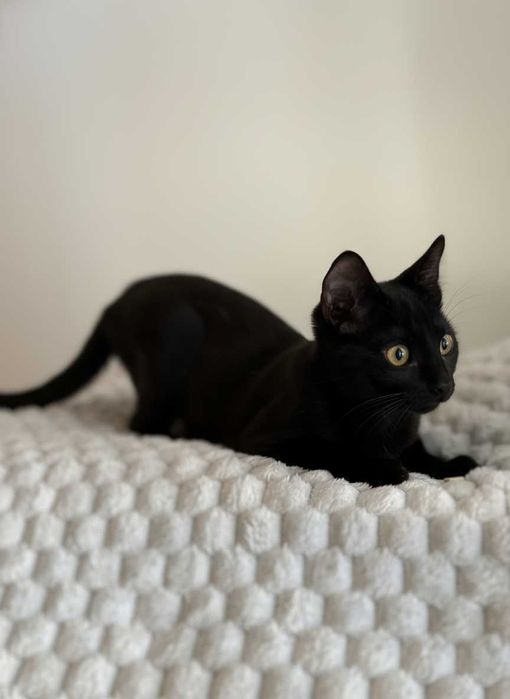 Setúbal / Margem Sul / Lisboa — JET, gatinha para adoção