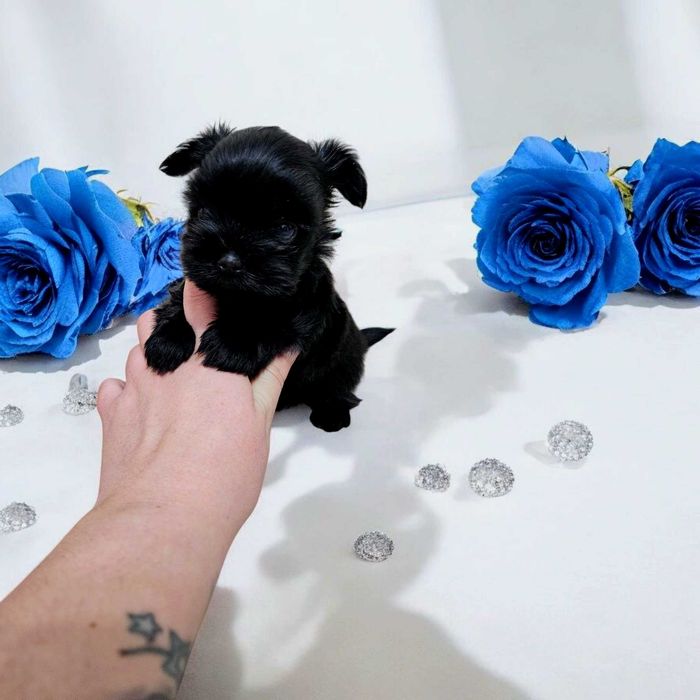 Maleńki Czarny York - MINI maleństwo- Nie wybarwi się ! Zjawiskowy !