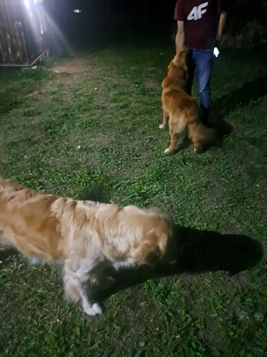 Golden Retriever - złota suczka , do odbioru po 20 sierpniat