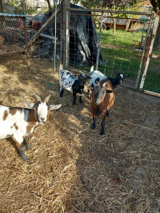 Vendo Cabras anãs prenhas