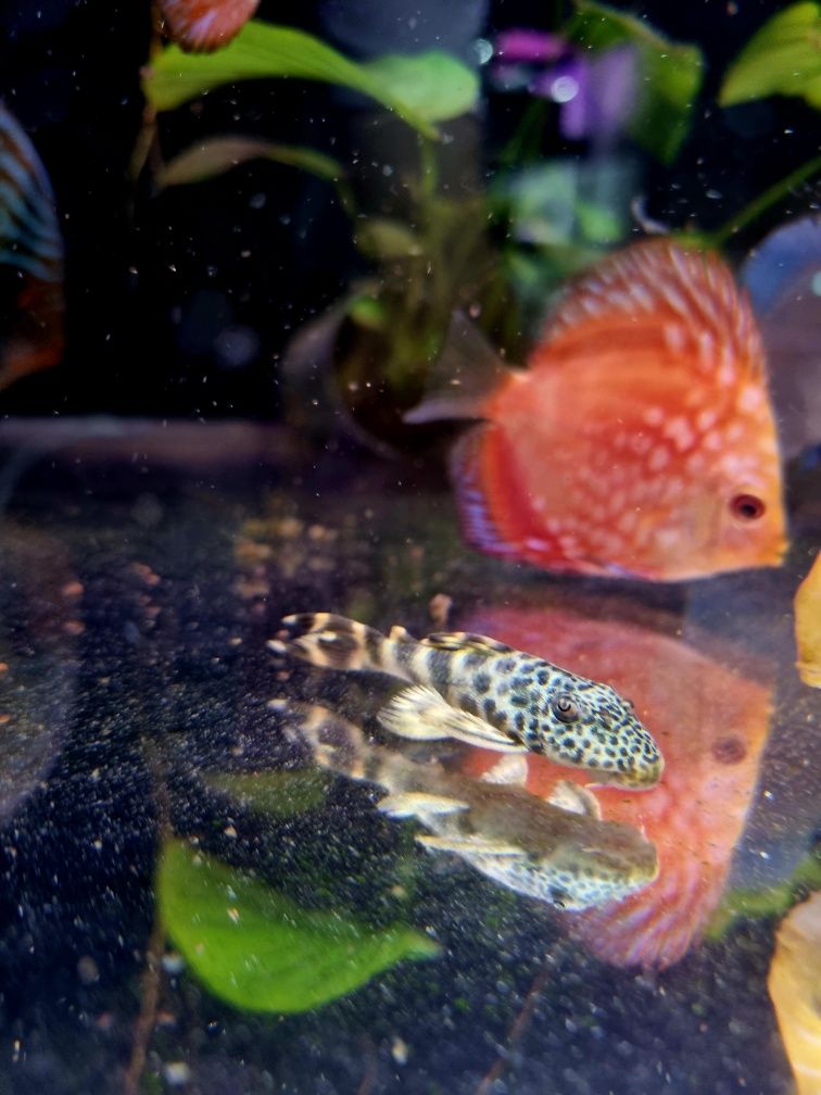 Zbrojnik L075 Peckoltia Sabaji