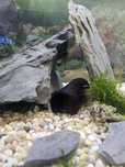 Toca ancistrus e peixes de fundo