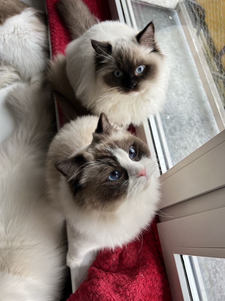 Ragdoll nietuzinkowa koteczka