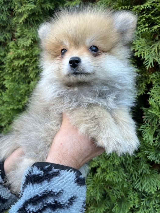 Szpic Pomeranian -Baxel