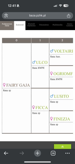 Klacz 2023 po ULCO KWPN
