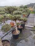 Oliveira Bonsai 130/150cm