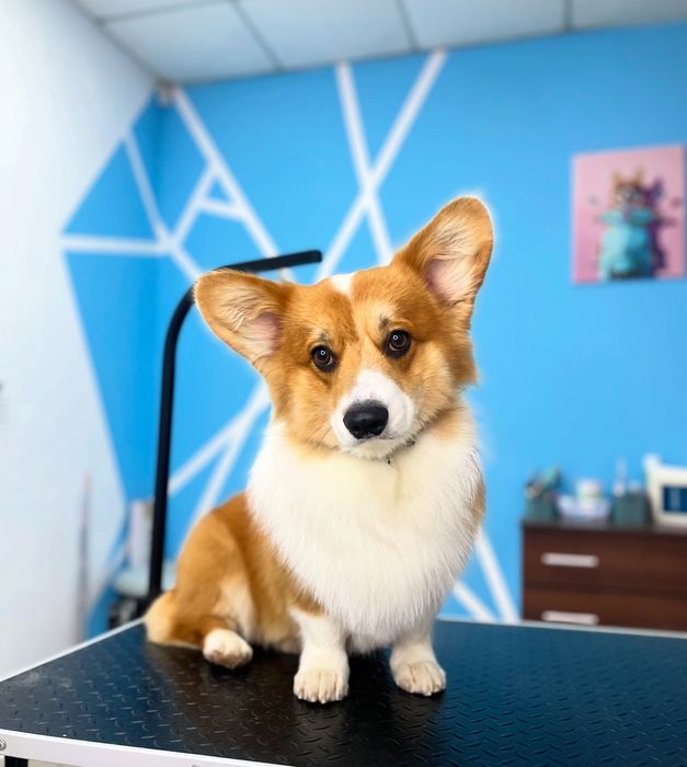 Стрижка собак | груминг котов | триминг | Запорожье