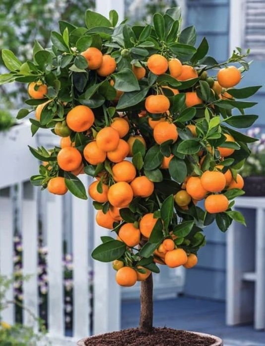 Pack 2 árvores fruto varanda bonsai - Portes grátis