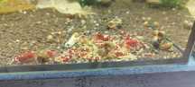 Krewetki caridina Red Metallic nanashi