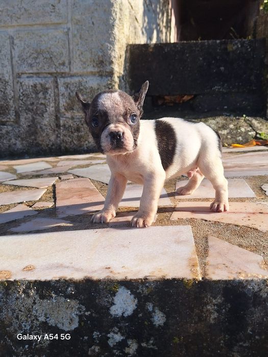 Bulldog Francês Menino