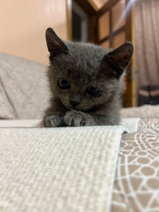 Кошеня котик бринтанка