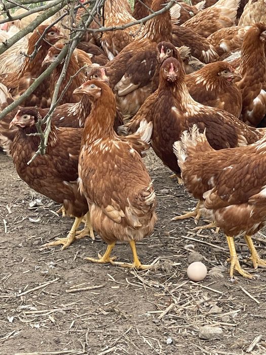 Кури несушки!!!Починають нестися